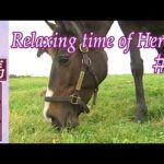 名馬放牧集 ~Relaxing time of Heroes~ #3