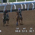 【関屋記念2025】追い切り/調教を見てわかる事
