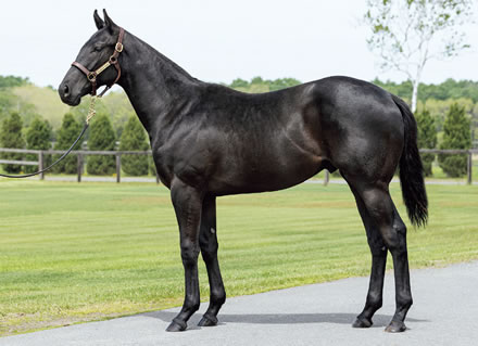 【2歳新馬】超大物との呼び声高いペルウィクトールが明日デビュー