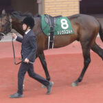 【競馬予想】[1]第61回七夕賞(GⅢ) /2025