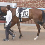 【競馬予想】第57回函館2歳ステークス(GⅢ) /2025