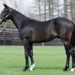 あれ?シルバーステートって失敗種牡馬?