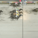 【川崎競馬8R】2着に3頭同着の珍事が発生