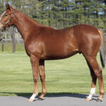 【悲報】プロメサアルムンド、ダメそう