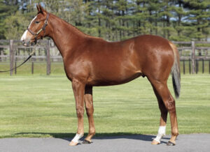 【悲報】プロメサアルムンド、ダメそう