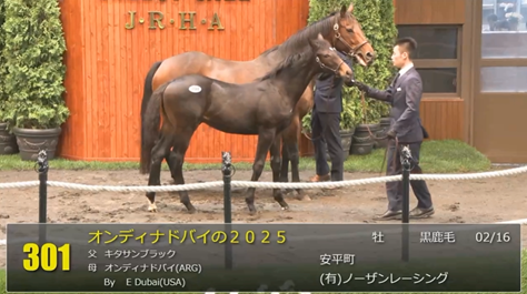 【セレクトセール2025】2日目当歳馬スタート