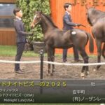 【セレクトセール2025】さあミッドナイトビズーの2024(父イクイノックス)がくるぞ