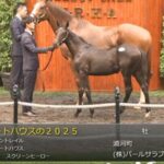 【セレクトセール2025】アートハウスの2025(父コントレイル)が13,000万円で落札 他