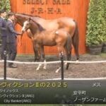 【セレクトセール2025】レディマドンナの2025(父オルフェーヴル)が17,000万円で落札 他