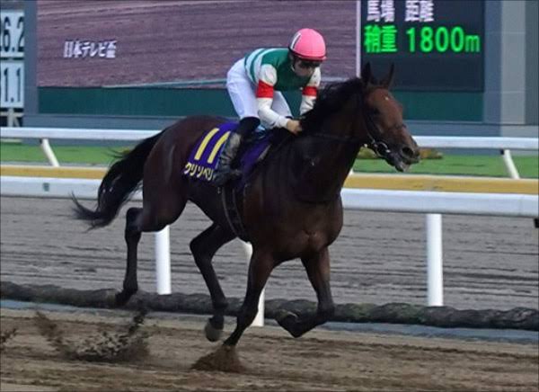 種牡馬クリソベリル、終わる