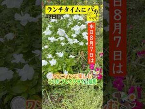 【ランチタイムに競馬を楽しむ!そのだブレイクタイム競馬】次世代競馬芸人がランチタイムに競馬予想!ちかこ先生(ほずみ)が500円で馬券勝負!8/7、42日目の結果は?【カンテレ競馬×そのだけいば】