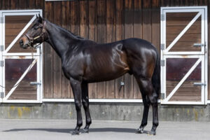 【2歳新馬】怪物レッドラージャが中京でデビュー・・・結果は?