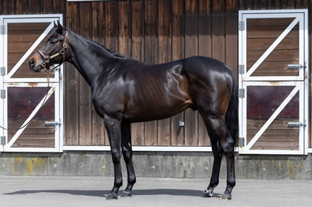 【2歳新馬】怪物レッドラージャが中京でデビュー･･･結果は？