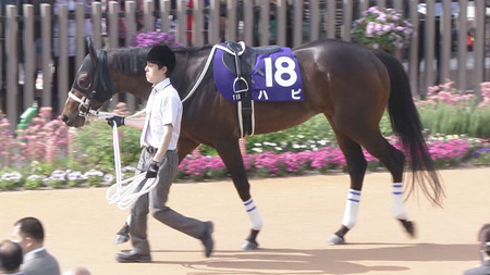 キズナ産駒の救世主ハピさん、中京メインに出走