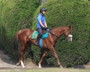 【悲報】プロメサアルムンド骨折で全治６カ月以上