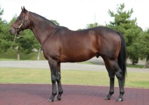 ステゴ系最後の希望インディチャンプ産駒18連敗中もオルフェ産駒が･･･