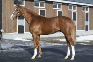 【2歳新馬】グランアレグリア初子グランマエストロ弱すぎワロタw w w w w