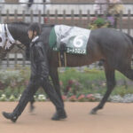 【競馬予想】第30回エルムステークス(GⅢ) /2025