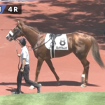 【新潟4R新馬戦】注目馬のプロメサアルムンド登場(´・ω・`)