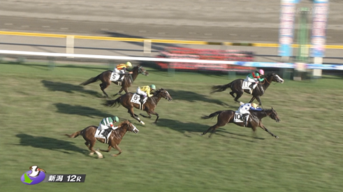 【日曜新潟5R新馬戦】コスモエルヴァル&原優介騎手がキタ━━━━(゚∀゚)━━━━!!