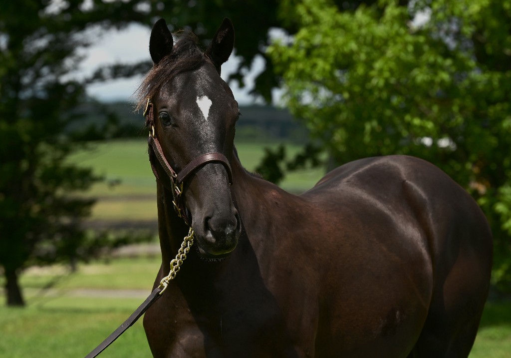 [競馬] 識者「イクイノックスも欧州遠征していたら同じ結果だった」