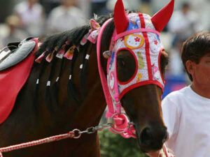 【訃報】"負け組の星"ハルウララが死亡