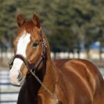 2025年供用種牡馬で1番注目されるパールシークレットについて