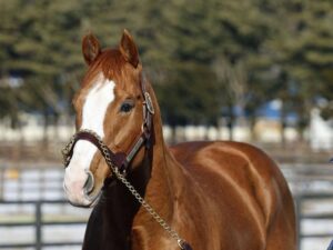 2025年供用種牡馬で1番注目されるパールシークレットについて