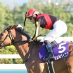 チェルヴィニアの次走