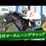 2018年 京成杯オータムハンデキャップ(GⅢ) | ミッキーグローリー | JRA公式