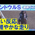 【9週連続調教診断上位馬が激走中!】トウシンマカオ、ママコチャ、カルチャーデイ・・・競馬エイト・高橋賢司トラックマンの調教解説<セントウルステークス(GⅡ)>