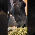 フルーキー君の食べっぷりを見てね✨#競馬 #カンテレ競馬 #競馬BEAT #ASMR