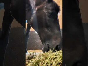 フルーキー君の食べっぷりを見てね✨#競馬 #カンテレ競馬 #競馬BEAT #ASMR