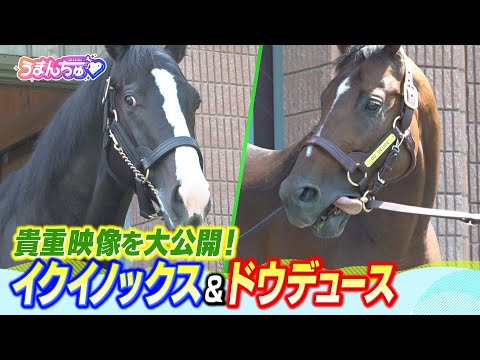 「血統図を変えていく種牡馬へ」イクイノックス&ドウデュース！名勝負を繰り広げた同世代のスターホースの種牡馬生活最新情報！種牡馬になった名馬たち2025【うまんちゅ】