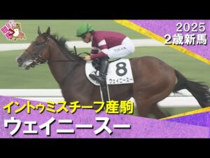 1番人気ウェイニースーが7馬身差で圧勝！川田騎手「返し馬から素晴らしかった」　2025年 9月14日(日)２歳新馬　阪神ダート1800m　実況：川島壮雄【カンテレ公式】