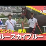 ブルースカイブルーがハナ差の激戦制す!和田竜二騎手「ひとつ勝つことで作り方も変わる」 2025年 9月14日(日)2歳新馬 阪神芝2000m 実況:石田一洋【カンテレ公式】