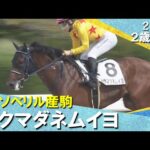 ボクマダネムイヨが7馬身差で圧勝！西村淳也騎手「最後起きていい脚を使ってくれました」2025年 9月21日(日)２歳新馬　阪神ダート1800m　実況：川島壮雄【カンテレ公式】