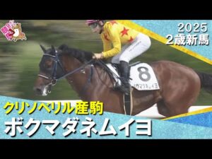 ボクマダネムイヨが7馬身差で圧勝！西村淳也騎手「最後起きていい脚を使ってくれました」2025年 9月21日(日)２歳新馬　阪神ダート1800m　実況：川島壮雄【カンテレ公式】