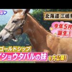 「まつ毛が1本白いと芦毛になる」今年5月に産まれたゴールドシップを父にもつ”メイショウタバルの全妹”を大公開！メイショウタバルのふるさと三嶋牧場から芦毛になる前の超貴重映像をお届け！【うまんちゅ】