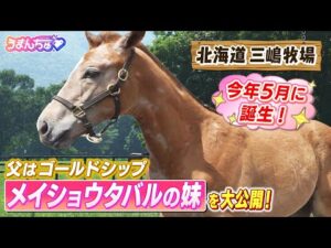 「まつ毛が1本白いと芦毛になる」今年5月に産まれたゴールドシップを父にもつ”メイショウタバルの全妹”を大公開！メイショウタバルのふるさと三嶋牧場から芦毛になる前の超貴重映像をお届け！【うまんちゅ】