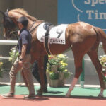 【競馬予想】第60回札幌2歳ステークス(GⅢ) /2025