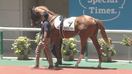 【競馬予想】第60回札幌2歳ステークス(GⅢ) /2025