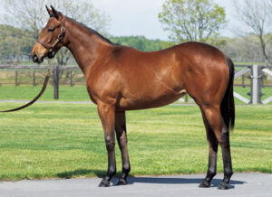 アーモンドアイの2024、無事にNFイヤリングへ 親父はキタサンブラック