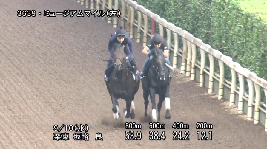 【セントライト記念2025】追い切り/動きを見極め勝利に近づけ
