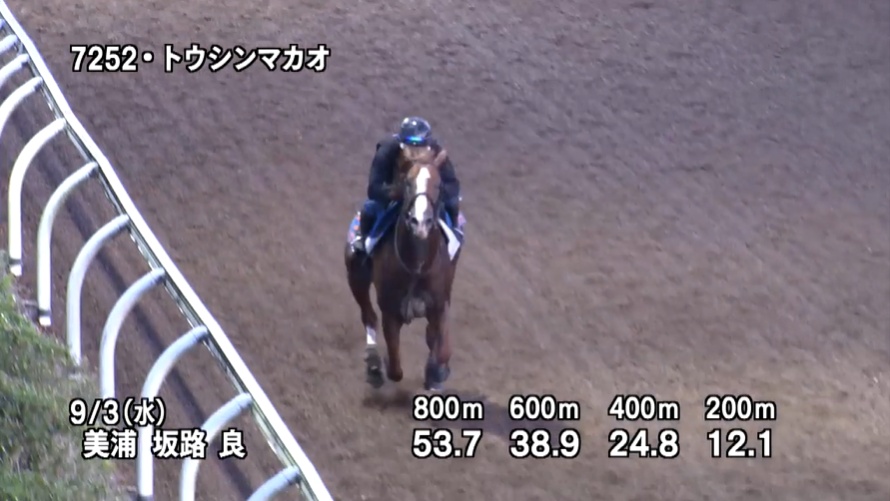 【セントウルステークス2025】追い切り/動きからレースを紐解く