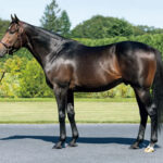 夏競馬を席巻したサートゥルナーリア産駒、秋はまるで通用しない