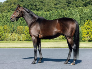 レイデオロって良い種牡馬だよな