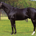 サンデーサイレンス産駒で1番好きな馬