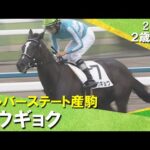 シルバーステート産駒コウギョクが逃げ切り勝ち!昆調教師「オークス、秋華賞のどちらかで」2025年10月5日(日)2歳新馬 京都芝1800m 実況:川島壮雄【カンテレ公式】