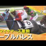 アドマイヤマーズ産駒マーブルパレスが人気に応えてV！酒井騎手「調教での力通り走ってくれた」2025年10月5日(日)２歳新馬　京都芝1200m　実況：岡安譲【カンテレ公式】